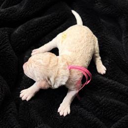 Faith - Cream female Poodle puppy in Washington, Pennsylvania from Patriotic Poodles