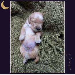 Orion - Golden male Golden Retriever puppy in Buckley, Washington from Chrysus Spirit Goldens