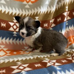 Jingles - Sable male Pembroke Welsh Corgi puppy in Bloomfield, Iowa from Beebe’s Corgis