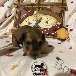 2 - Cream male Dachshund puppy in East Dover, Vermont from Audet’s Mini Dachshunds