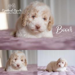 Boom - Parti male Goldendoodle puppy in Woodruff, South Carolina from Crooked Creek Doodles and Poodles