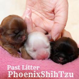 Shih Tzu Puppies from Phoenix Shih Tzu