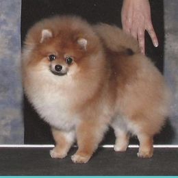 Pomeranian All Grown Up from ShowPomeranians