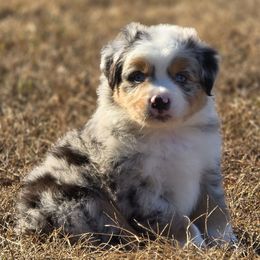 KM.BMM - male Miniature Australian Shepherd puppy in Deer Lodge, Tennessee from KSH Aussie Haven