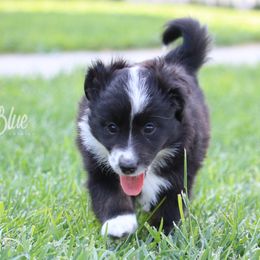 Australian Shepherd, Miniature American Shepherd, Miniature Australian Shepherd, and Toy Australian Shepherd Puppies from Painted Blue Aussies
