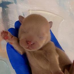 Prince Mazi - Lilac male Shih Tzu puppy in San Tan Valley, Arizona from Pretty Paws Shih Tzu's