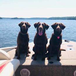 Dilute Retrievers and Labrador Retrievers from Crossed Pistols Labs