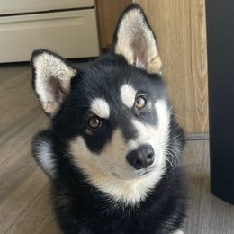 Koda - Alaskan Klee Kai