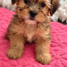 Boy 1 - Black and tan male Shorkie puppy in Florida from Shih tzus and Shorkies Galore