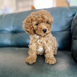 Ruby - Red female Cavapoo puppy in Saint George, Utah from Fitzdoodles
