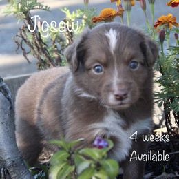Miniature Australian Shepherd Puppies from Lavish Luxuries Mini and Toy Australian Shepherds