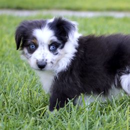 Australian Shepherd, Miniature American Shepherd, Miniature Australian Shepherd, and Toy Australian Shepherd Puppies from Painted Blue Aussies