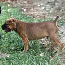 Yellow - Fawn male Cane Corso puppy in Opelousas, Louisiana from Azelees Cane Corso