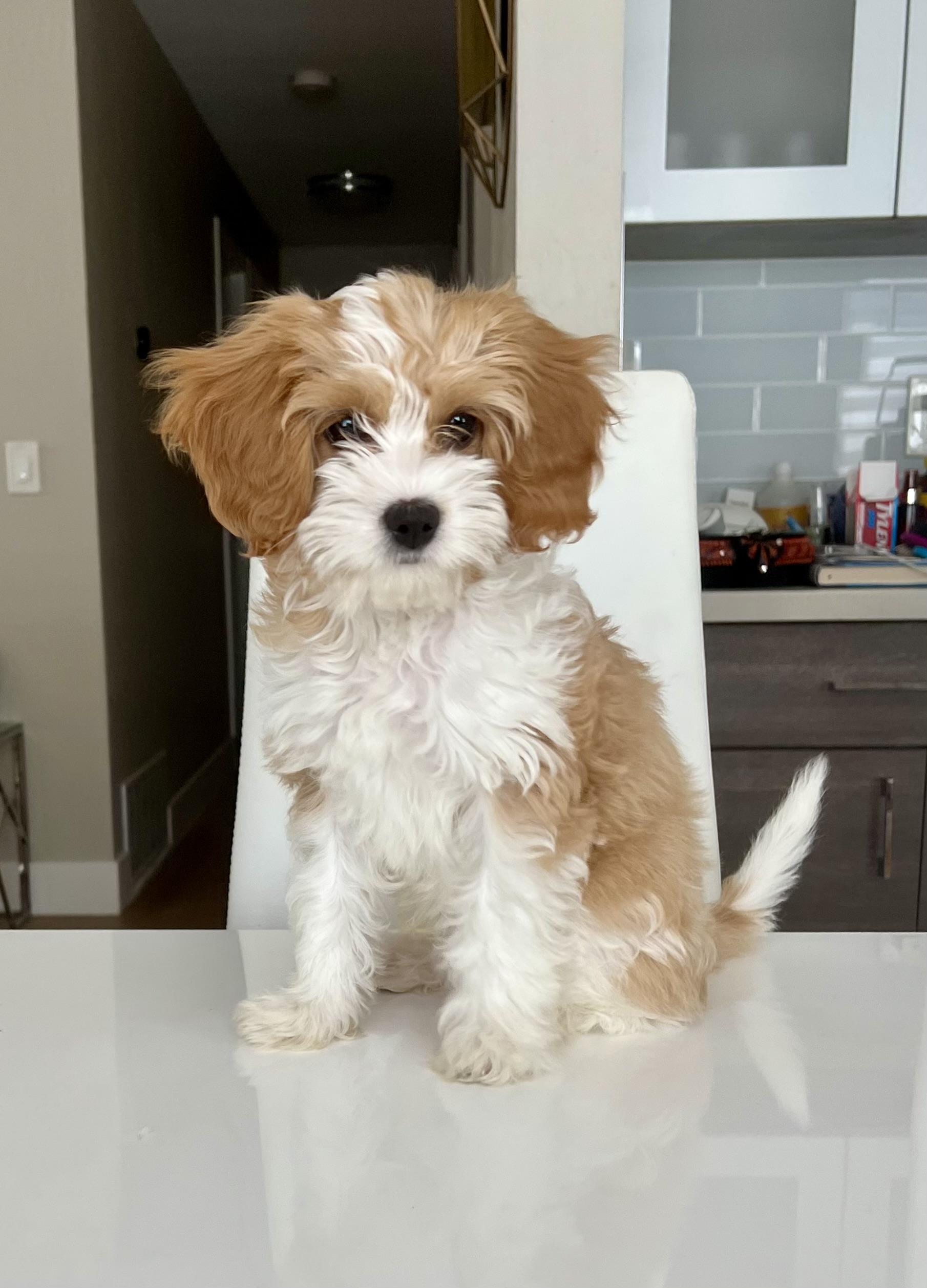 Doodles in California Cavalier King Charles Spaniel, Cavapoo or Poodle puppies Good Dog
