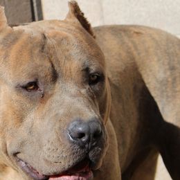 American Bullies from Blackhawkkennelz