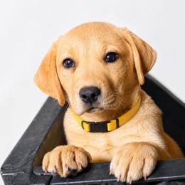 Dash - Yellow male Dilute Retriever puppy in Baldwin City, Kansas from Hedge Lane Labradors
