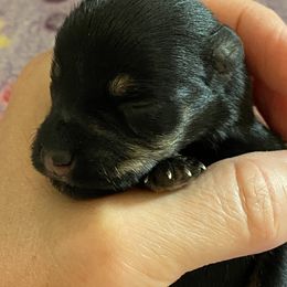 Miniature Schnauzer Puppies from Simplicity Schnauzers