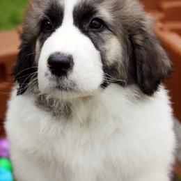 Pyrenean Mastiff Puppies from Estrella Polar Pyrenean Mastiffs