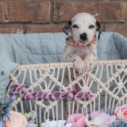 Francesca - White and black female Dalmatian puppy in Mount Vernon, Missouri from Spots & Spirals