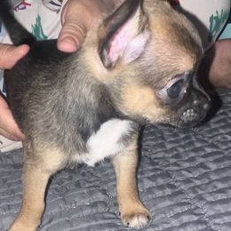 Thor - Black sabled fawn male Chihuahua puppy in Indianapolis, Indiana from V & J’s Tiny Treasures