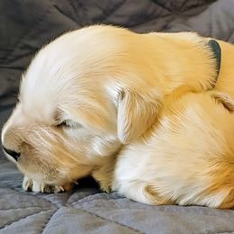 Boy 1 - Light golden Golden Retriever puppy in Challis, Idaho from Garden Creek Goldens