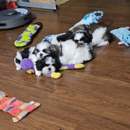 Shih Tzu Puppies from My Precious Paws - Shih Tzu