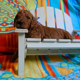 Poodle Puppies from Sunset Maple Poodles