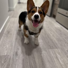 Pembroke Welsh Corgi Puppies from Top-Notch Paws