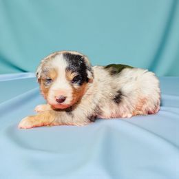 Sage - Blue merle male Miniature Australian Shepherd puppy in Mountainburg, Arkansas from Stonehill Aussies