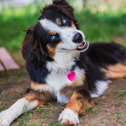 Azula - Miniature Australian Shepherd