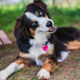 Azula - Miniature Australian Shepherd
