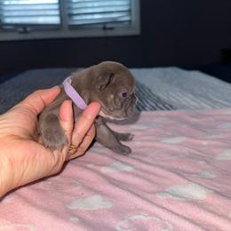 Roxy - Liver female French Bulldog puppy in Bolingbrook, Illinois from Flores Frenchies
