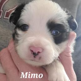 Mimo Lella - Blue merle male Toy Australian Shepherd puppy in Laconia, Indiana from Beasley Acres Aussies