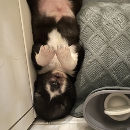 Siberian Husky Puppies from OAZS Pups