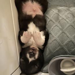 Siberian Husky Puppies from OAZS Pups