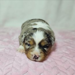 Sugarplum - Blue merle female Australian Shepherd puppy in Owensboro, Kentucky from JnT's Bluegrass Mini Aussies