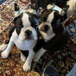 Boston Terrier Puppies from Wagtime Boston Terriers