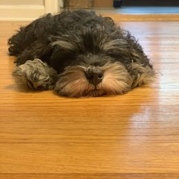 Miniature Schnauzer Puppies from Patty’s Little Pups