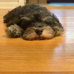 Miniature Schnauzer Puppies from Patty’s Little Pups