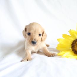 Dominic - Cream male Dachshund puppy in Fredericksburg, Ohio from William's Dachshunds