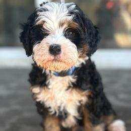 Woods - Tri-color male Bernedoodle puppy in Lincoln, Nebraska from GRand Doodles