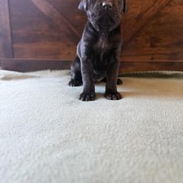 Cane Corso Puppies from Cowan Farms