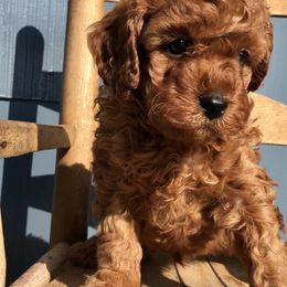 Cavapoo and Shichon Puppies from Paige Haldeman's Cavapoos and Shichons