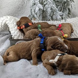 Cavapoo and Whoodle Puppies from Gardner Lane Puppies