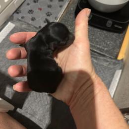 Echo - Black and tan female Yorkshire Terrier puppy in Tulsa, Oklahoma from Yorker Puppy Palace