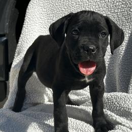 Yellow collar - Black female Cane Corso puppy in Va Beach, Virginia from Guardian Corso's