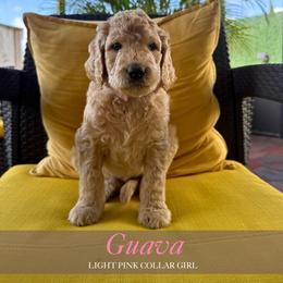 Guava - Apricot female Goldendoodle puppy in Miami, Florida from Kalidoodlee