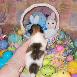 Boy 2 - White and sable male Papillon puppy in Forest City, North Carolina from Eastern Papillions