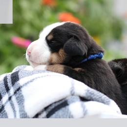 Flynn Rider: Blue Boy - Black, white and red male Greater Swiss Mountain Dog puppy in Rexburg, Idaho from Silver String Swissies