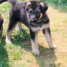 German Shepherd Puppies from dukleth